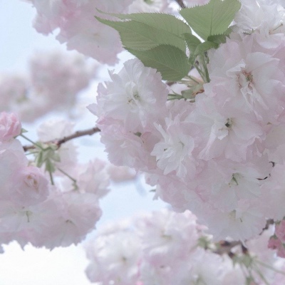 磁县福瑞交流群